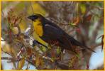 First Winter <BR>Yellow-headed Blackbird