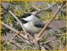 Eastern<BR>Black-capped Chickadee