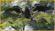 Juvenile <BR>California Condor