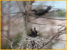 Double-crested <BR>Cormorant & Chick