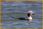 Nonbreeding <BR>Long-tailed Duck