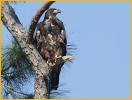Juvenile<BR>Bald Eagle