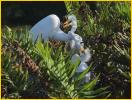 Great Egret<BR>Feeding Chick