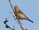Female<BR>House Finch