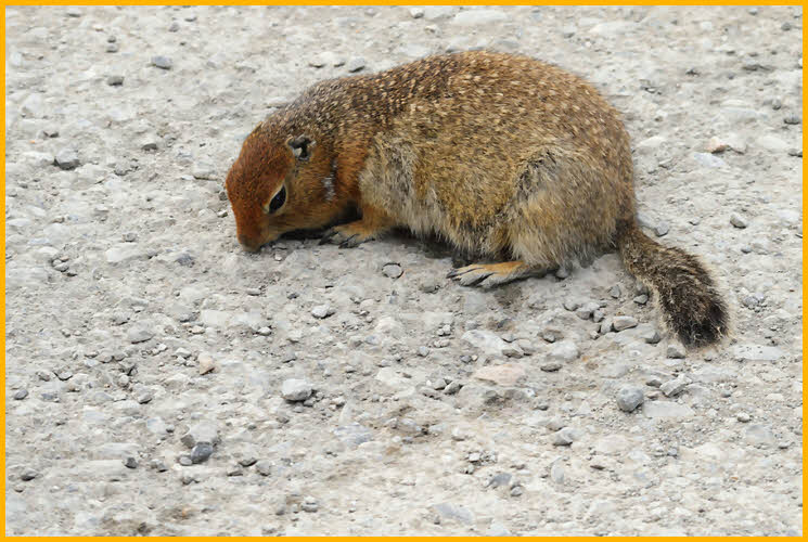Arctic Ground Squirrel