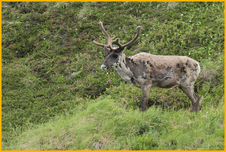 Caribou
