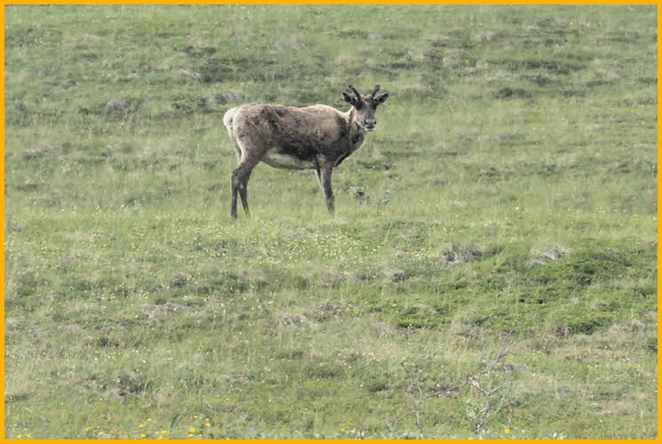 Female Caribou