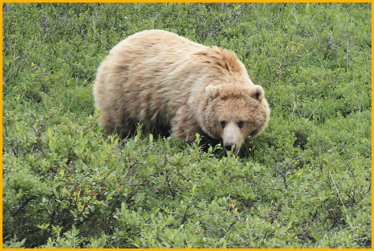 Grizzly Bear