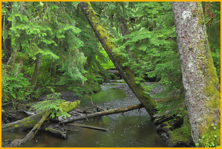 Rain Forest