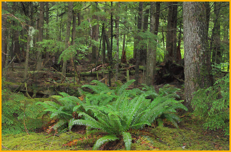 Rain Forest