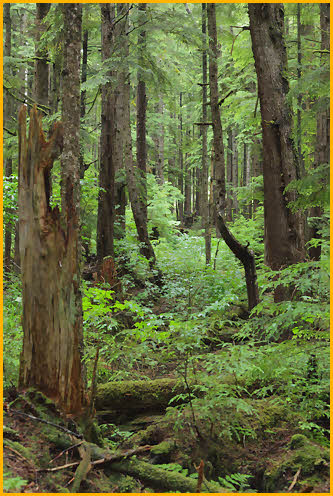 Rain Forest