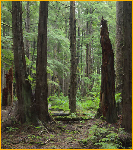 Rain Forest