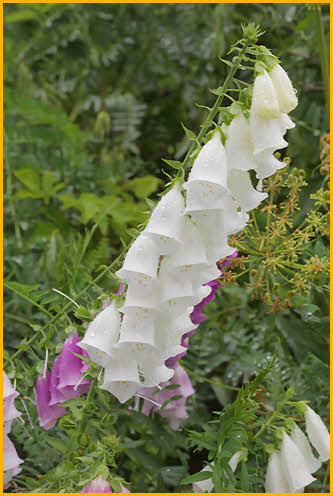 Foxglove