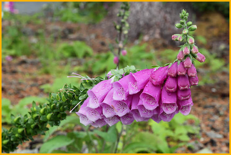 Foxglove