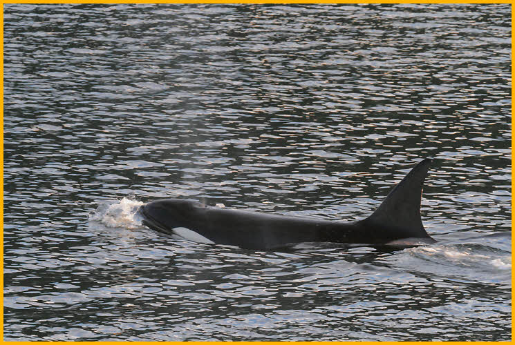 Female Orca