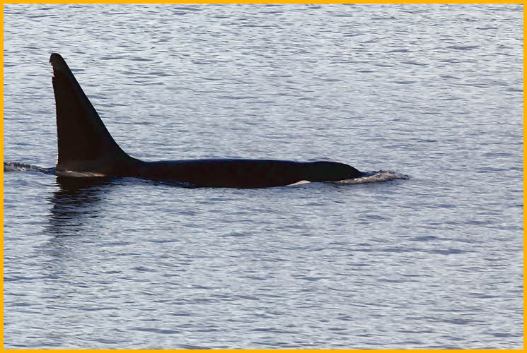 Orca