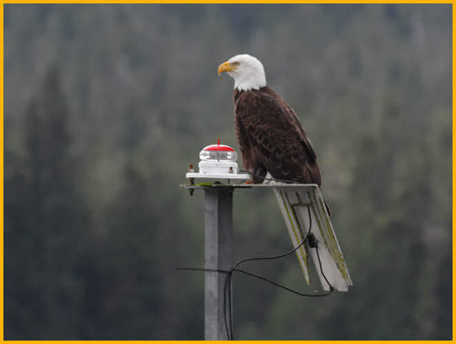 Bald Eagle