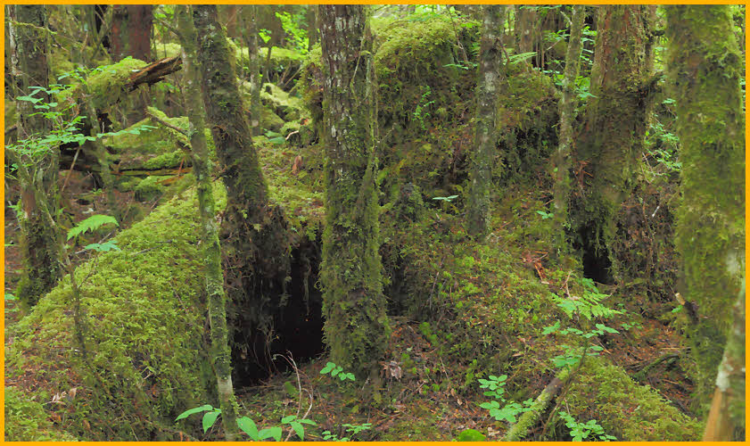 Trees and Moss