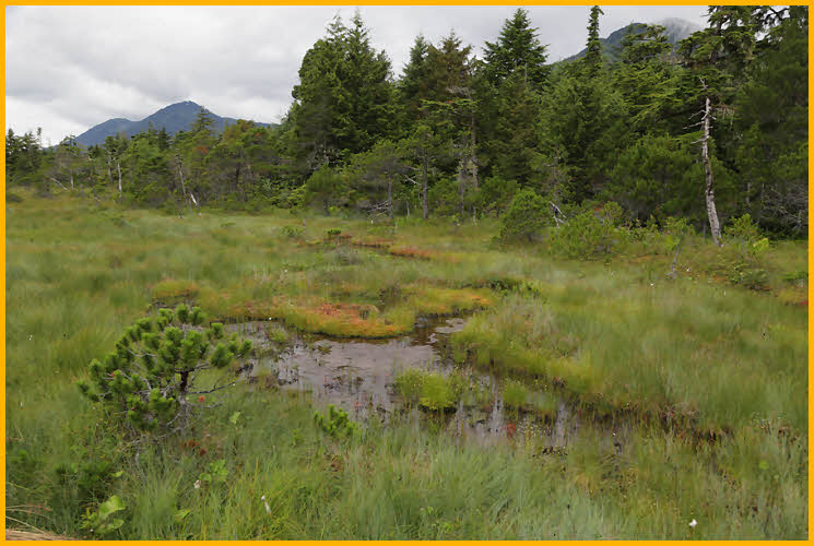Bog