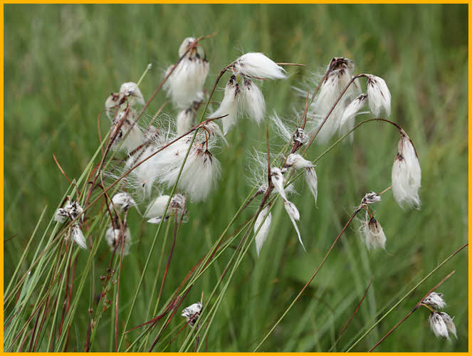 Alaska Cotton