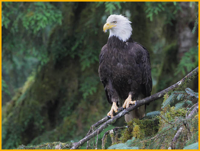 Bald Eagle