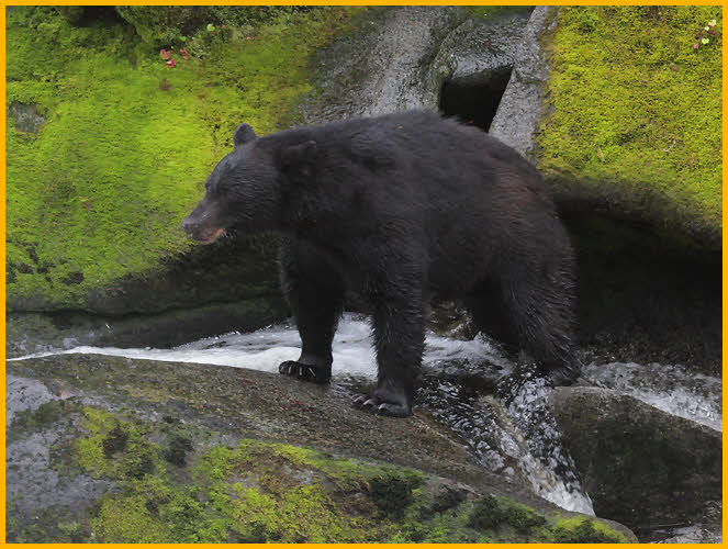 Black Bear