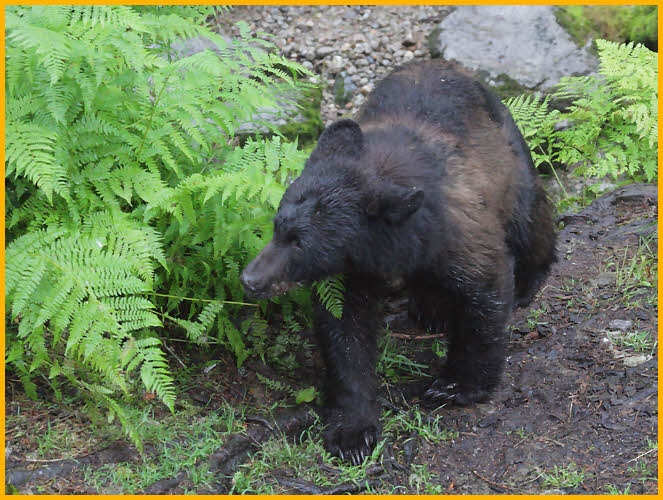 Young Black Bear