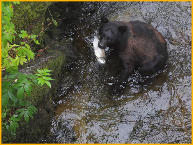 Young Black Bear with Salmon