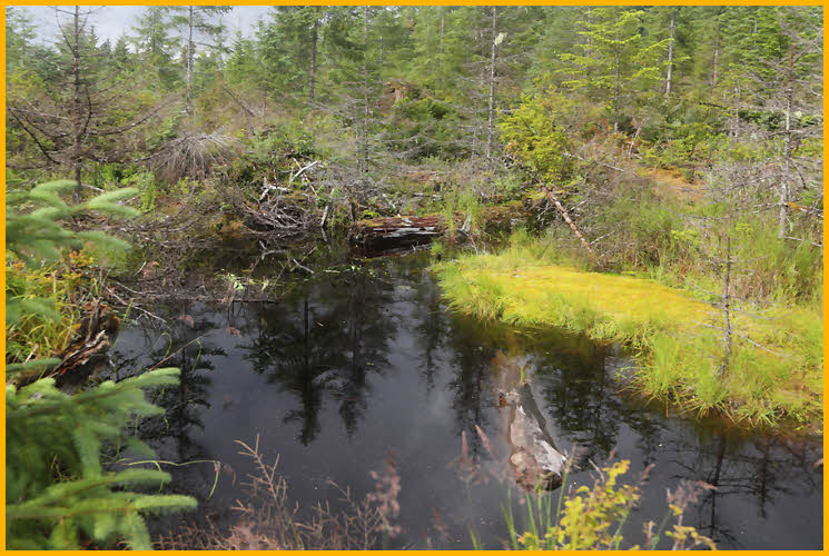 Beaver Pond