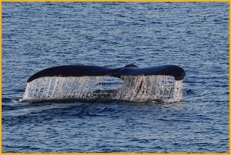 Humpback Whale