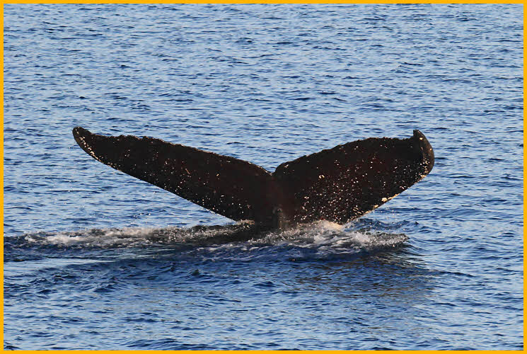 Humpback Whale
