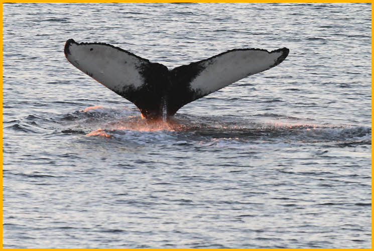 Humpback Whale