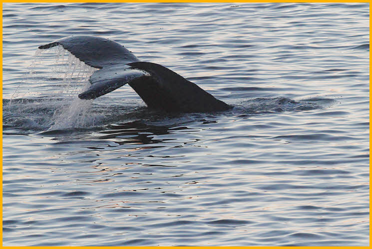 Humpback Whale