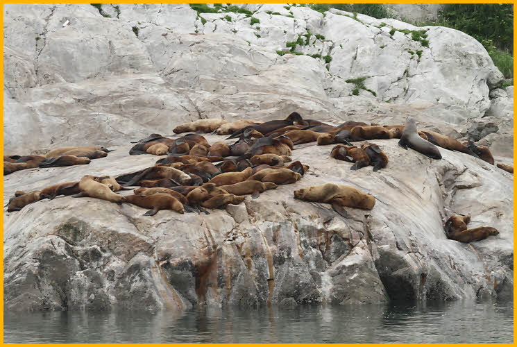 Rock with Sea Lions