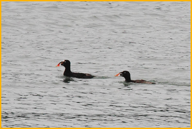 Surf Scoters