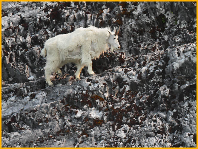 Nanny Mountain Goat