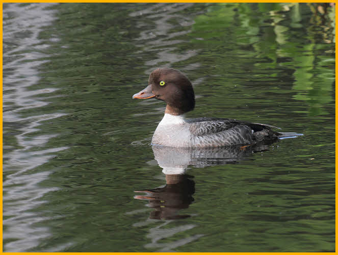 Female Common Goldeneye