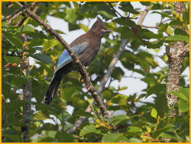 Juvenile Steller's Jay
