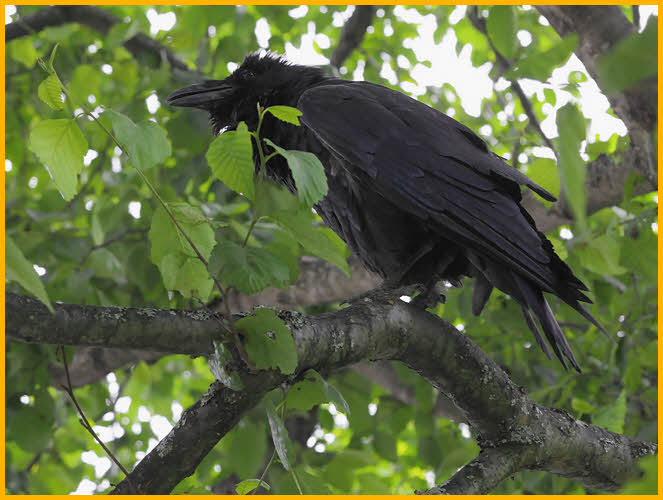 Raven