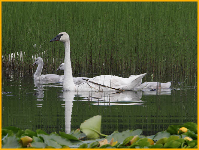 Trumpeter Swan and Cygnets