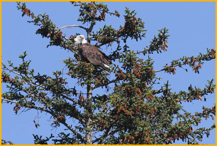 Bald Eagle