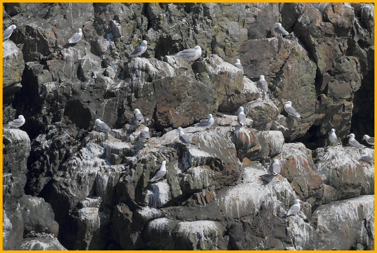 Black-legged Kittiwakes