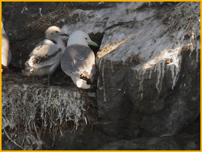 Black-legged Kittiwake and Chick