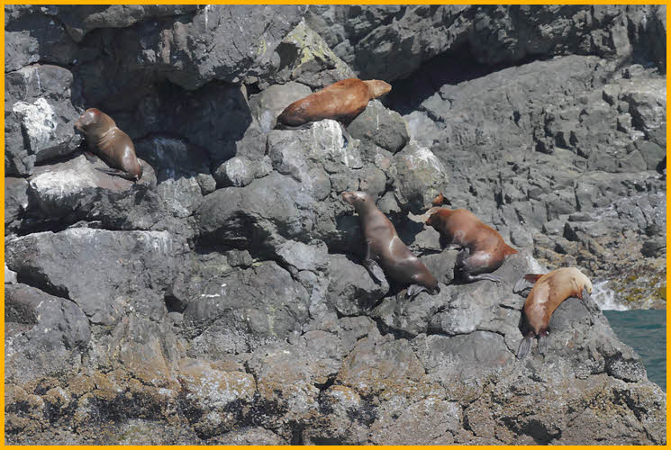 Steller Sea Lions