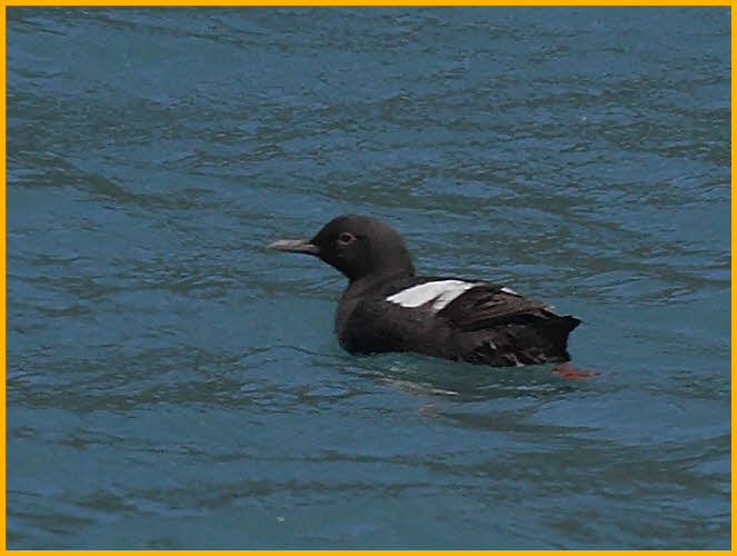 Pigeon Guillemot