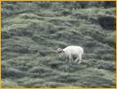 Dall Sheep