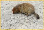 Arctic Ground Squirrel
