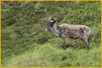 Caribou