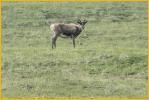 Female Caribou