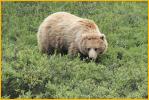 Grizzly Bear